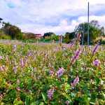 紫色浪漫仙樂園 關西仙草節即將登場