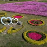 后里環保公園花海盛開 迎新年賞花好去處