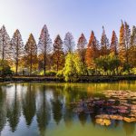 落羽松、楓紅美景聖地 竹縣冬季旅遊有亮點