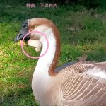 遭竊?年節加菜? 公園里長開春急尋大灰鵝